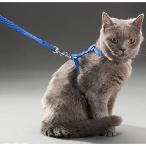 Kedi Boyun ve Göğüs Tasması Fiyatı, Yorumları ve Özellikleri