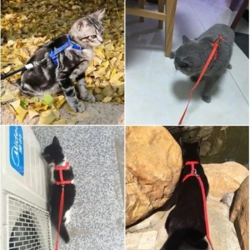 Kedi Boyun ve Göğüs Tasması Fiyatı, Yorumları ve Özellikleri