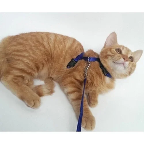 Kedi Boyun ve Göğüs Tasması Fiyatı, Yorumları ve Özellikleri