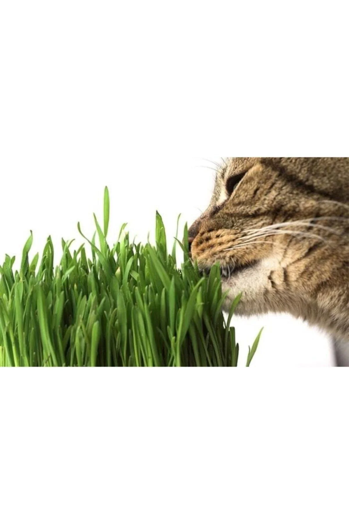 Kedi Çimi Tohumu (ORTALAMA 10.000 ADET) Kedi Çimi Tohumu (ORTALAMA 10.000 ADET)