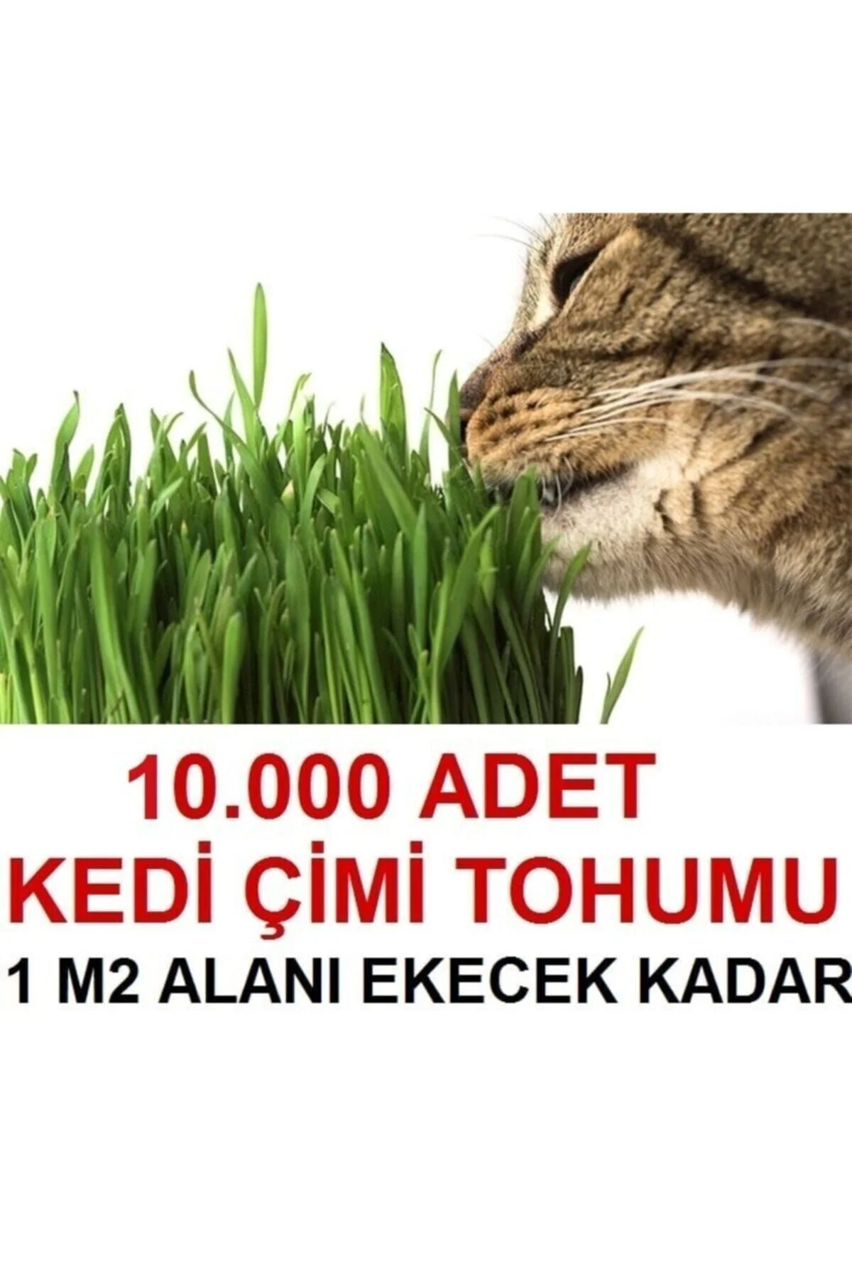 Kedi Çimi Tohumu (ORTALAMA 10.000 ADET) Kedi Çimi Tohumu (ORTALAMA 10.000 ADET)