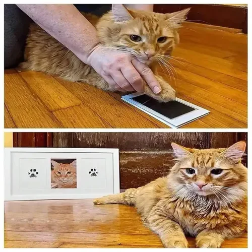 Kedi Köpek Pati İzi Fotoğraf Çerçevesi Seti Fiyatı, Yorumları ve Özellikleri
