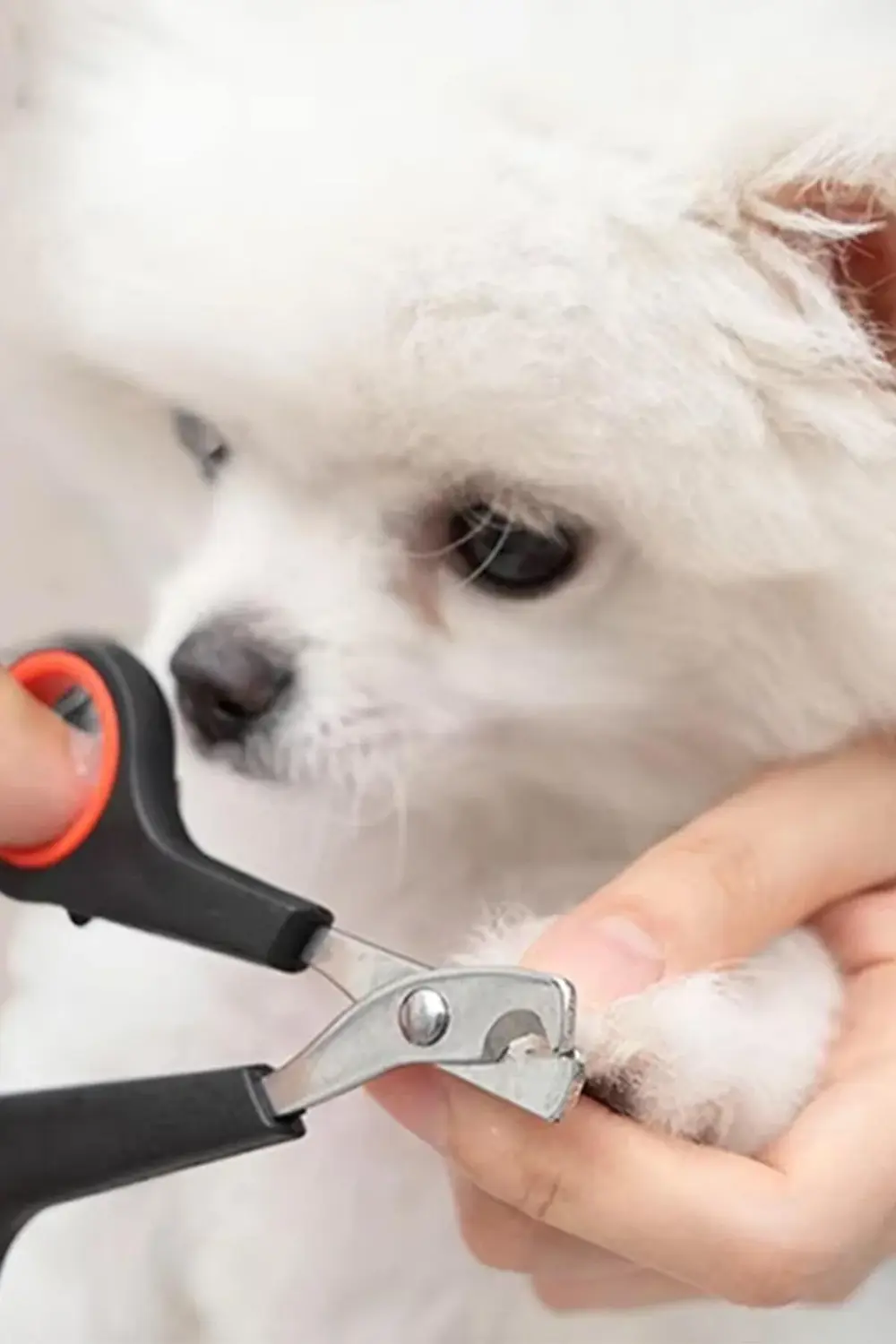 ✂️KEDİ KÖPEK TIRNAK MAKASI