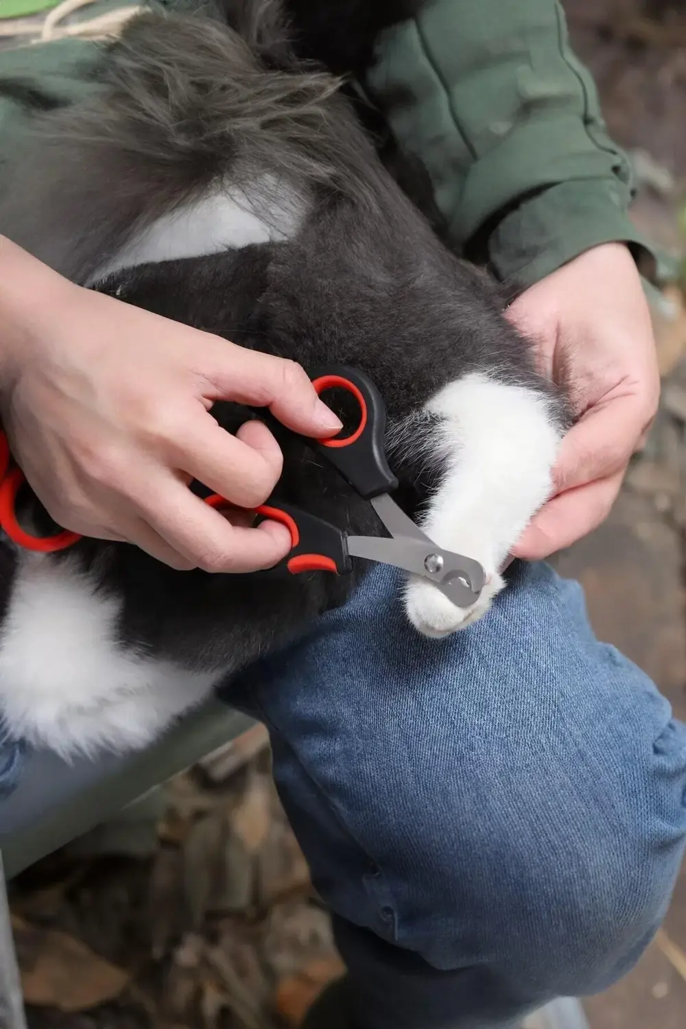 ✂️KEDİ KÖPEK TIRNAK MAKASI