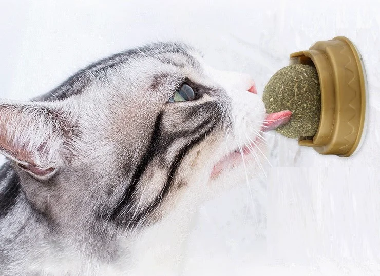 Kedi Otu İçeren Oyun Topu