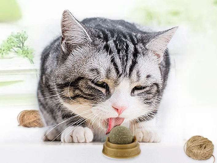 Kedi Otu İçeren Oyun Topu