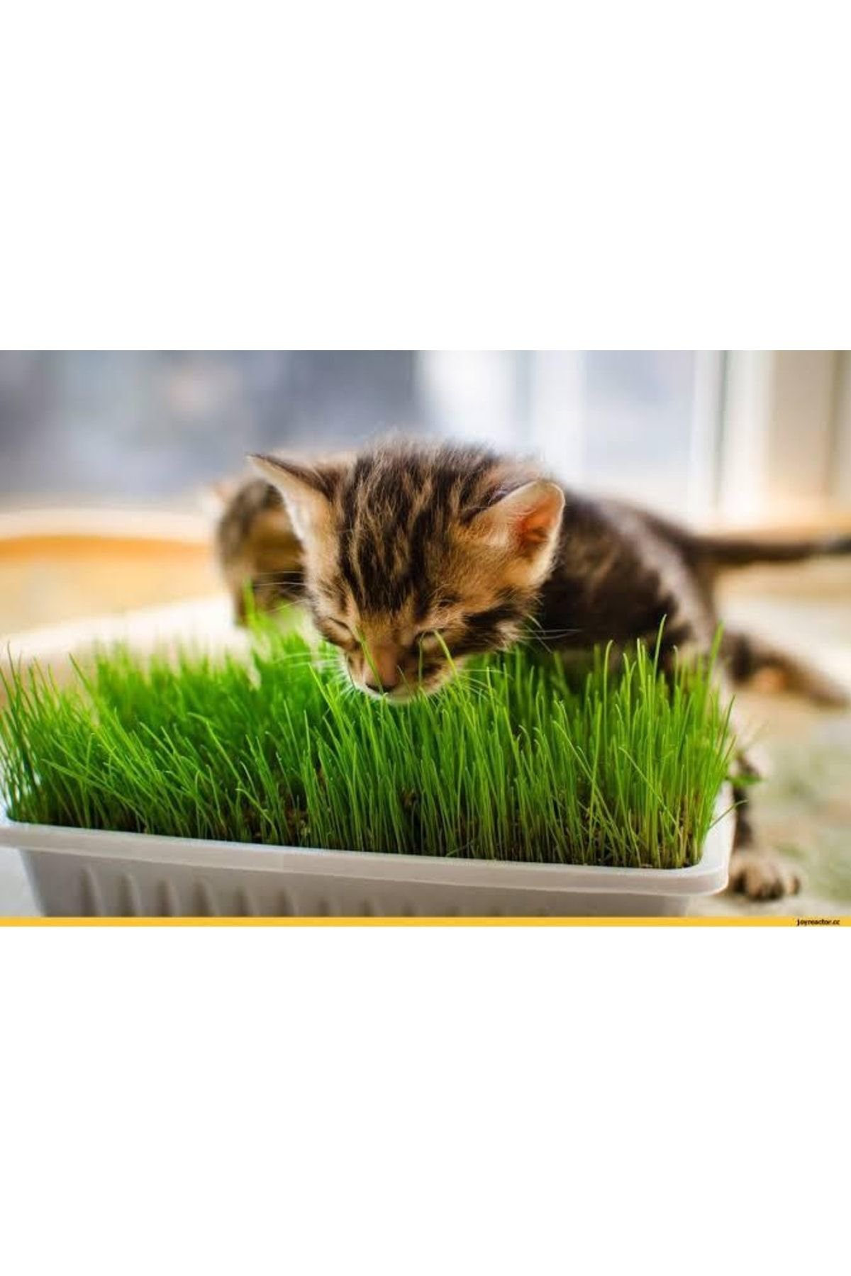 Tohumgübre Kedilerin Sevdiği Kedi Çimi Tohumu, 7 Yıl Kök Ömürlü Kedi Çimi