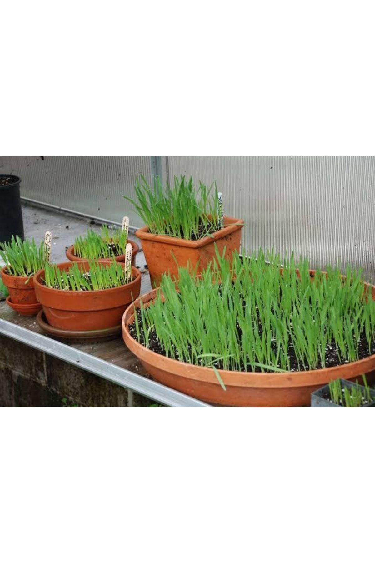 Tohumgübre Kedilerin Sevdiği Kedi Çimi Tohumu, 7 Yıl Kök Ömürlü Kedi Çimi