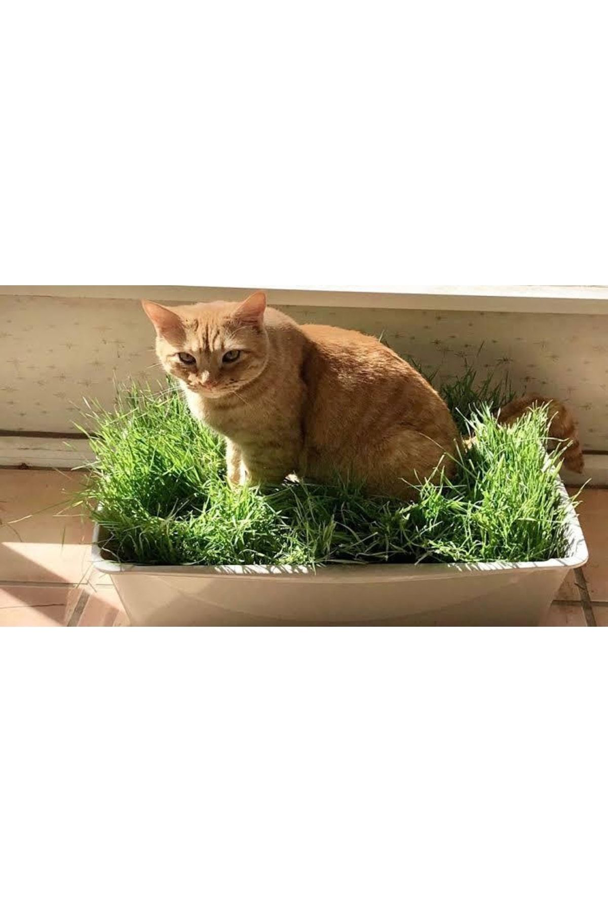 Tohumgübre Kedilerin Sevdiği Kedi Çimi Tohumu, 7 Yıl Kök Ömürlü Kedi Çimi