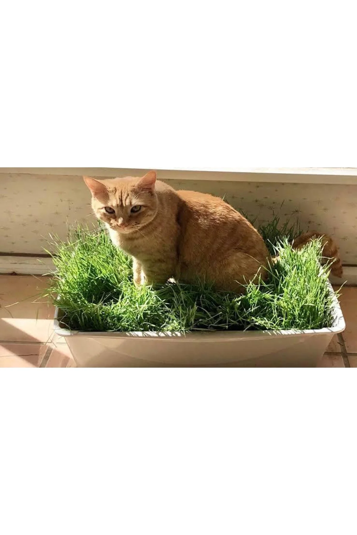 Kedilerin Sevdiği Kedi Çimi Tohumu, 7 Yıl Kök Ömürlü + Hediye Üzü
