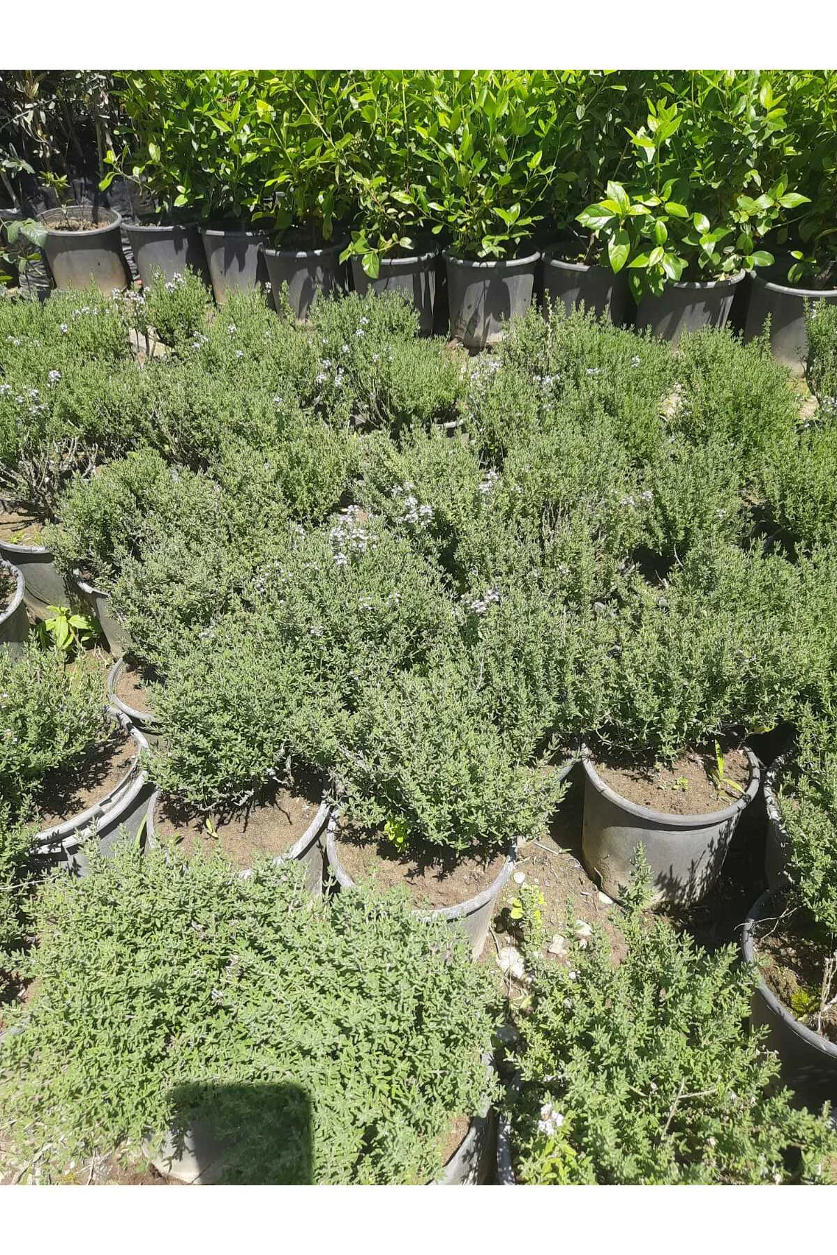 Kekik Bitkisi – Canlı Saksılı Aromatik Fide 10-20cm (Yenilebilir 