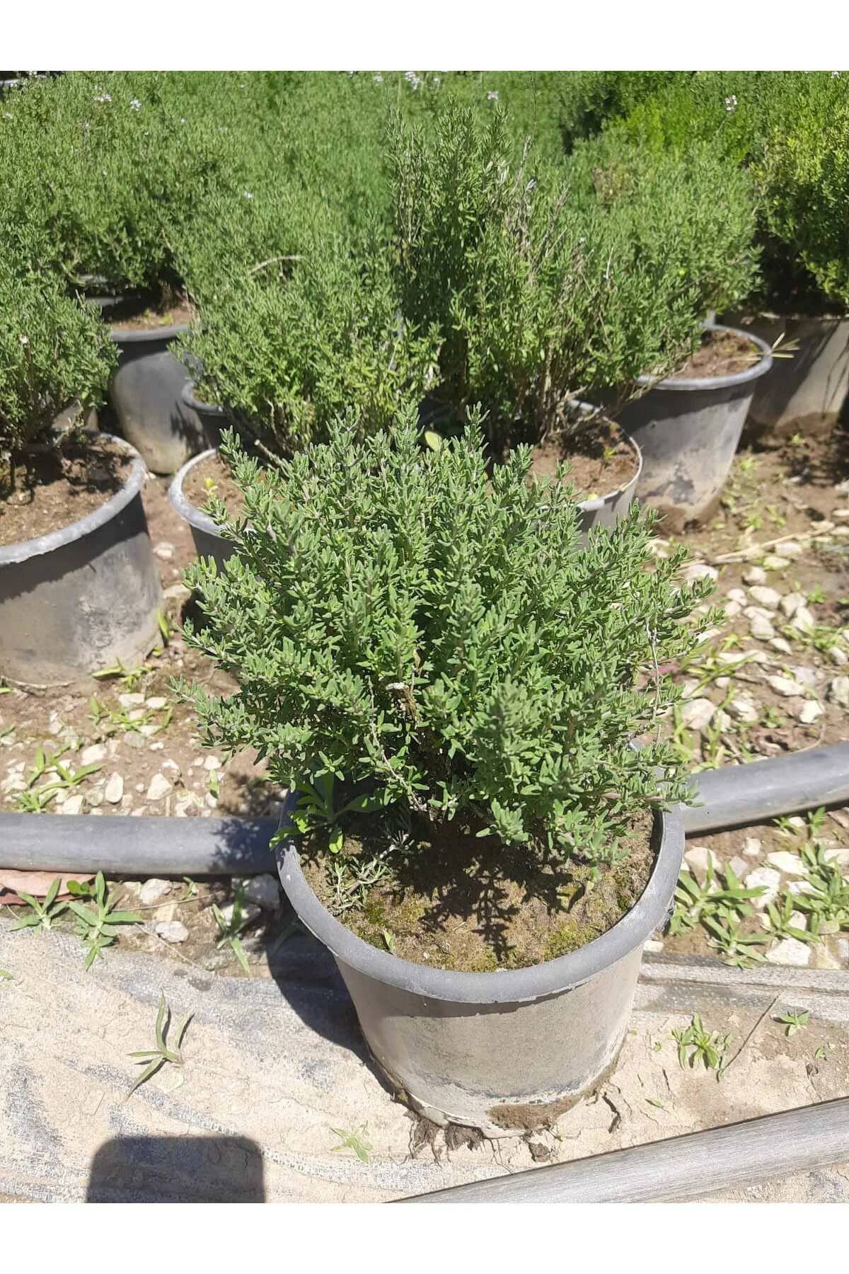 Kekik Bitkisi – Canlı Saksılı Aromatik Fide 10-20cm (Yenilebilir 