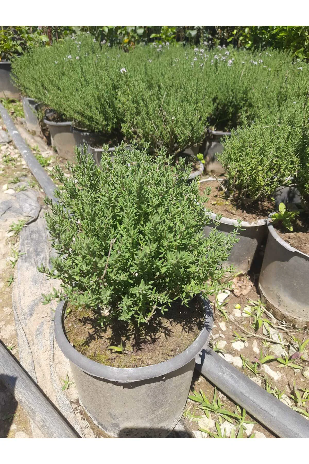 Kekik Bitkisi – Canlı Saksılı Aromatik Fide 10-20cm (Yenilebilir 
