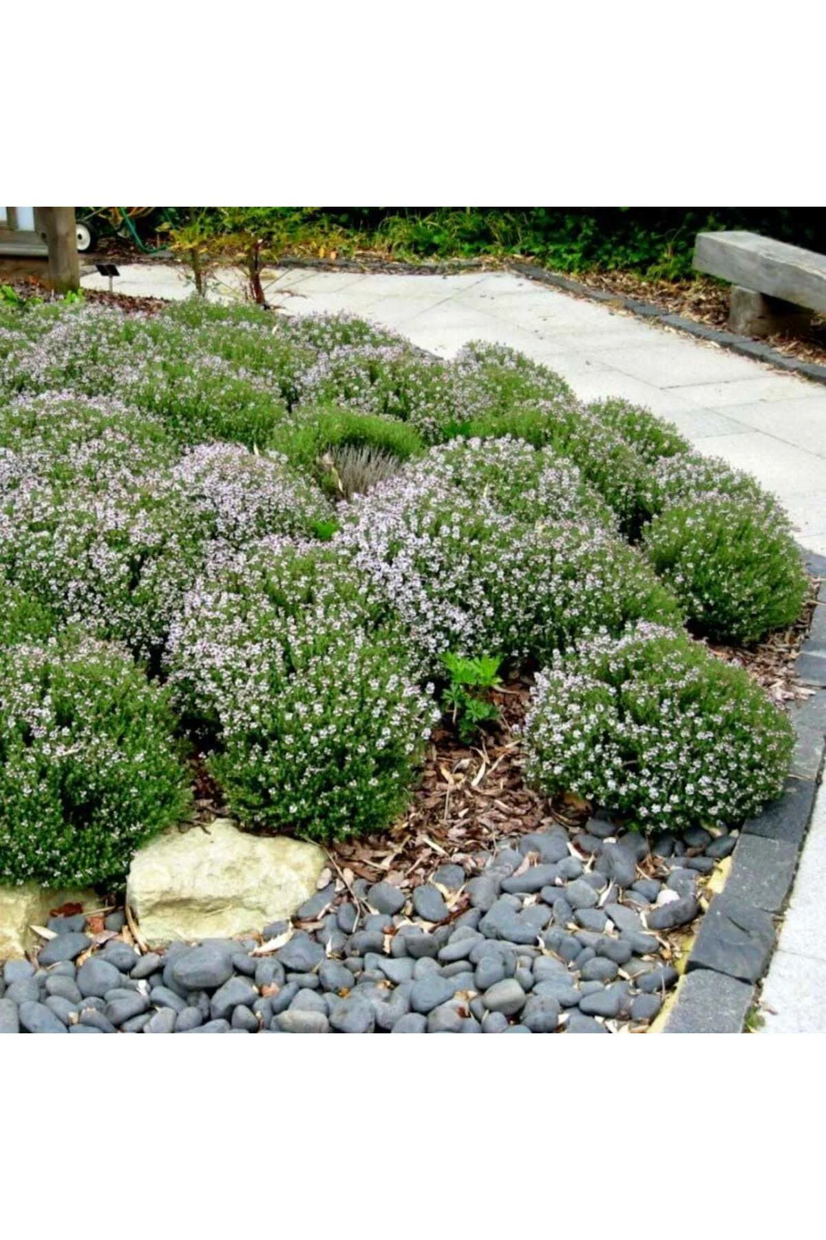 Kekik tohumu thymus vulgaris Kekik tohumu thymus vulgaris