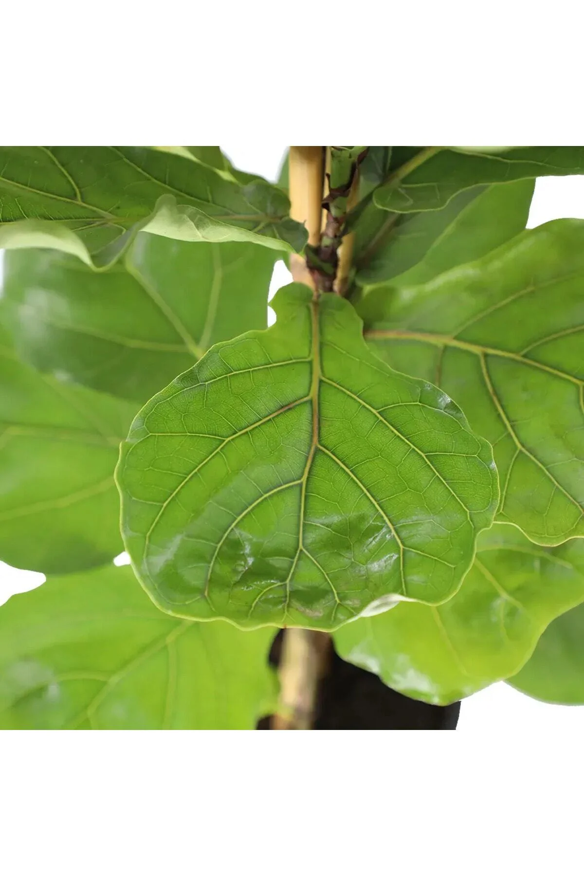 Keman Yapraklı Kauçuk - Ficus Lyrata 110-125cm