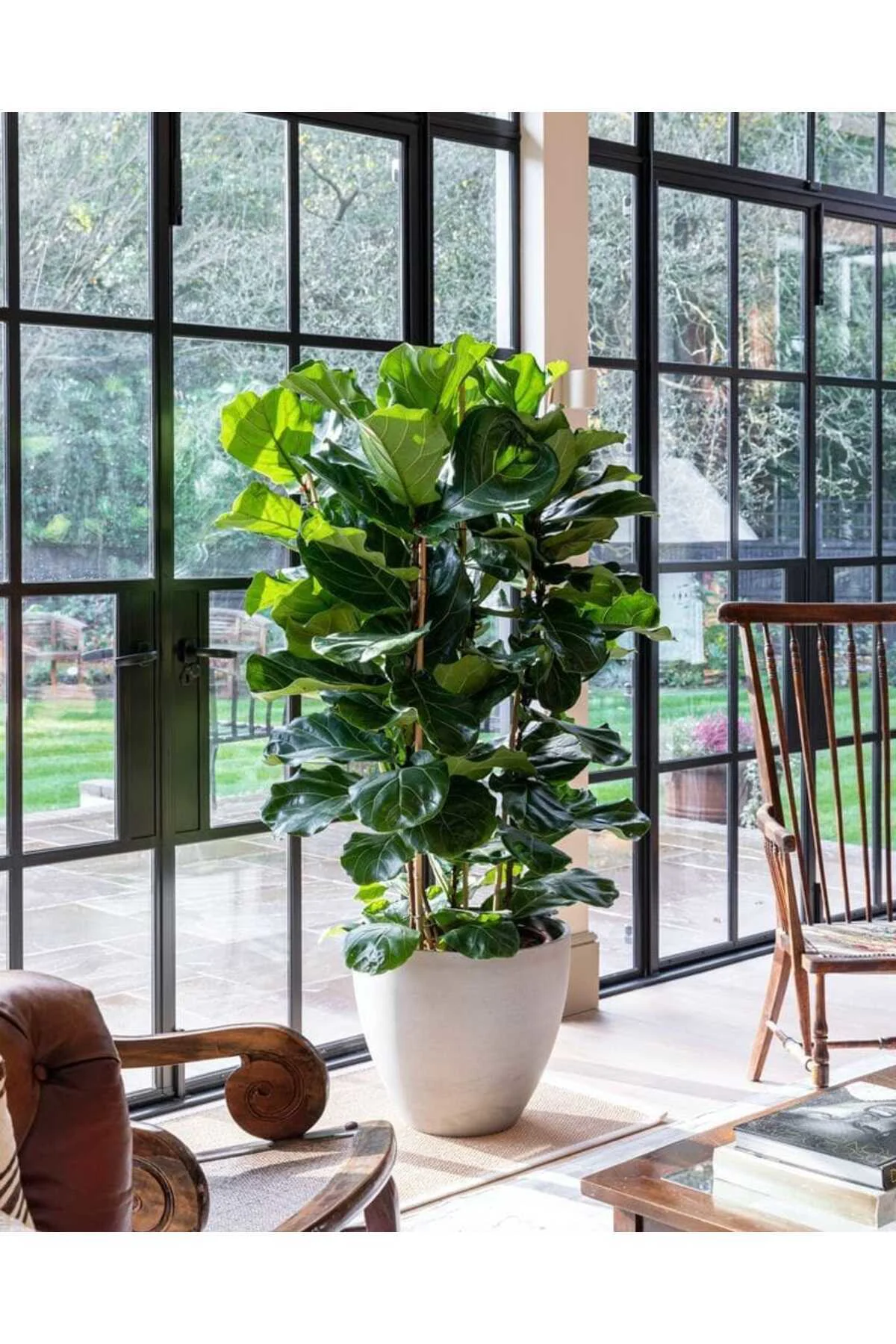Keman Yapraklı Kauçuk / 80-100 Cm / Ficus Lyrata / Popüler Bitki / Dolgun Formda