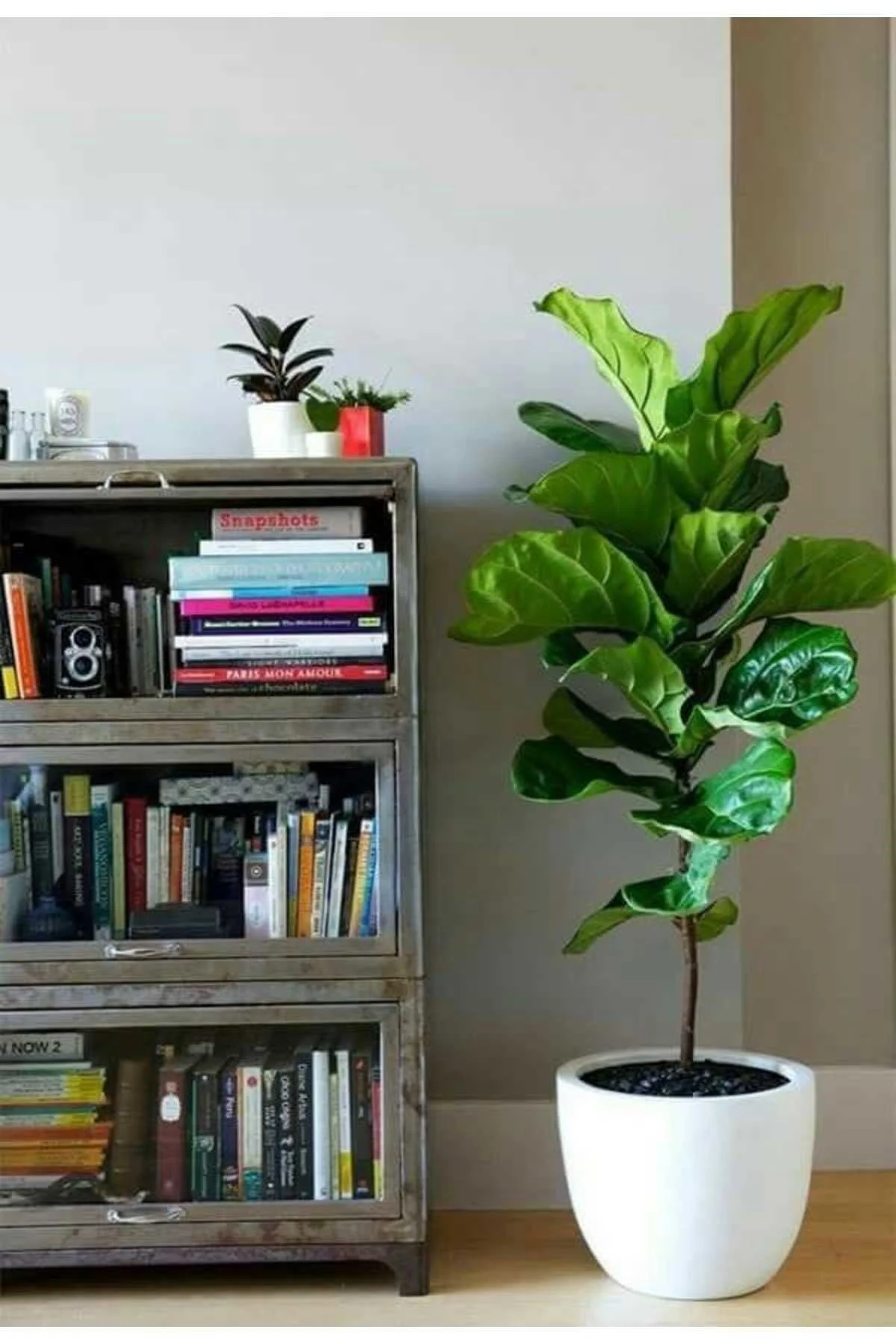 Keman Yapraklı Kauçuk / 80-100 Cm / Ficus Lyrata / Popüler Bitki / Dolgun Formda