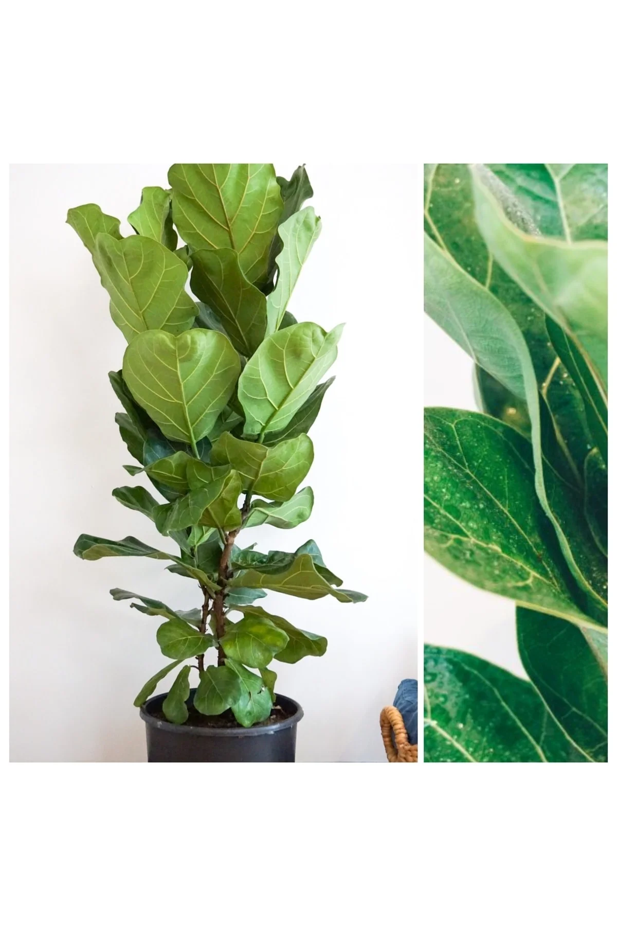 Keman Yapraklı Kauçuk Ficus Lyrata Büyük Boy Çift Dallı