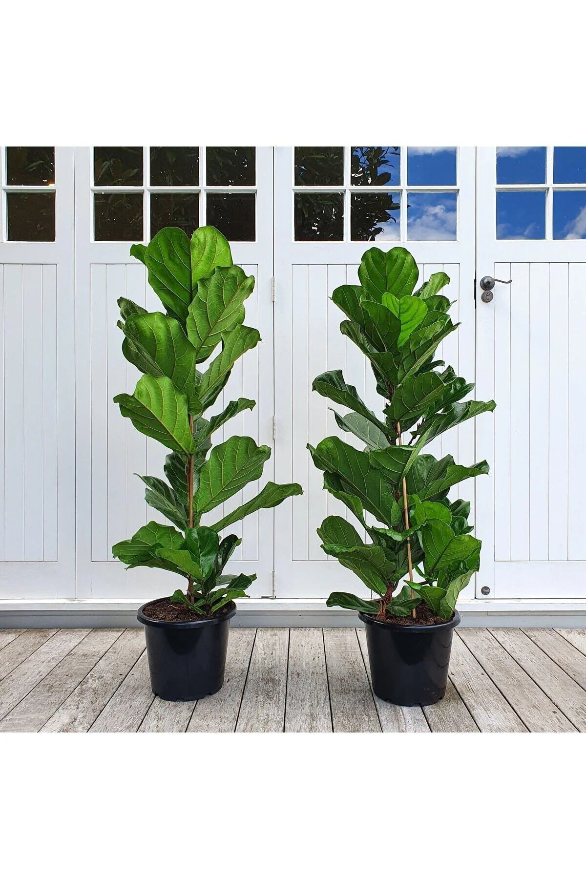 Keman Yapraklı Kauçuk - Ficus Lyrata 110-125cm