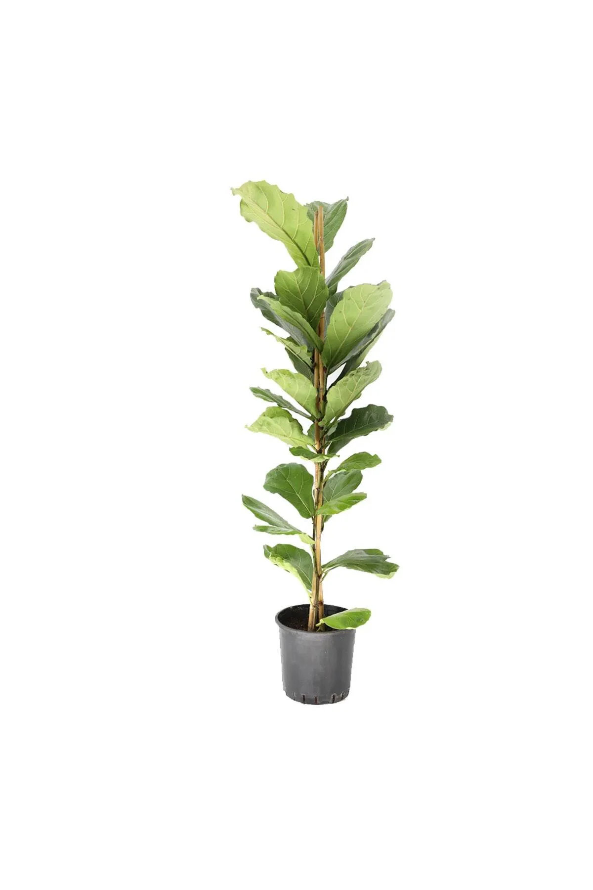 Keman Yapraklı Kauçuk - Ficus Lyrata 110-125cm