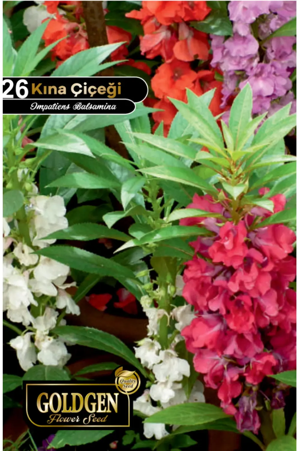 Kına Çiçeği Tohumu