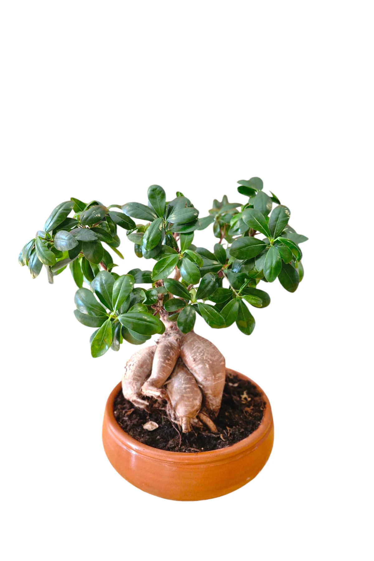 Kiremit Saksıda Bonsai XL