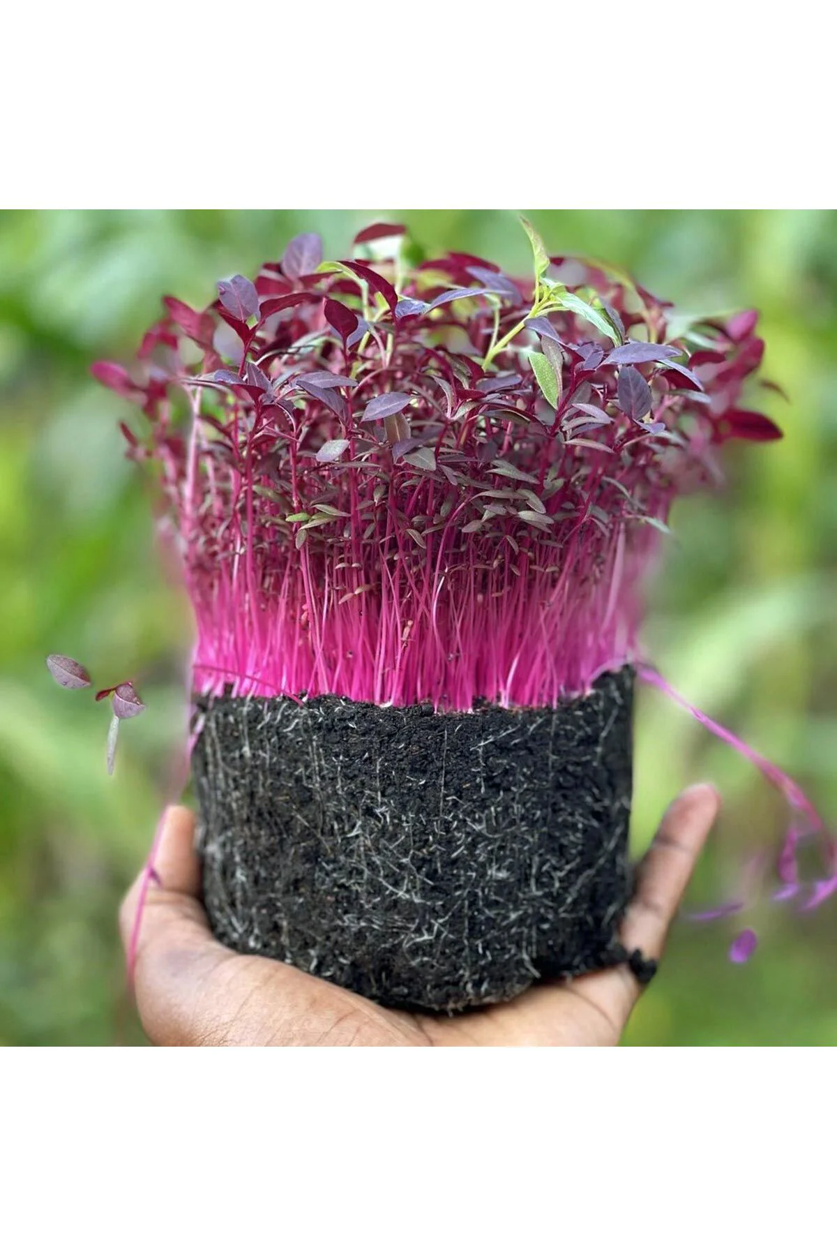 Kırmızı amaranth tohumu geleneksel şifalı amaranthus red garnet Fiyatı, Yorumları ve Özellikleri