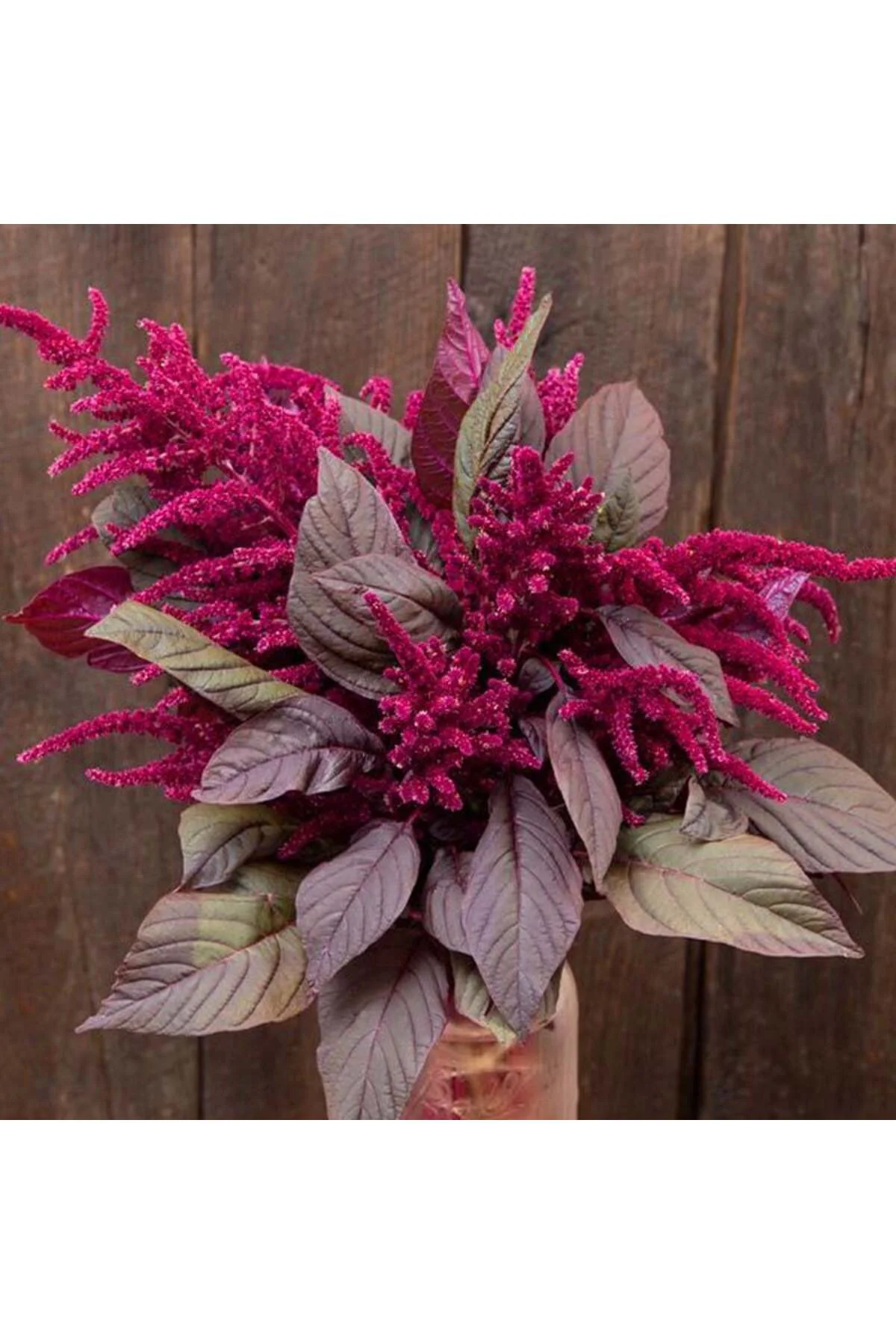 Kırmızı amaranth tohumu geleneksel şifalı amaranthus red garnet Fiyatı, Yorumları ve Özellikleri