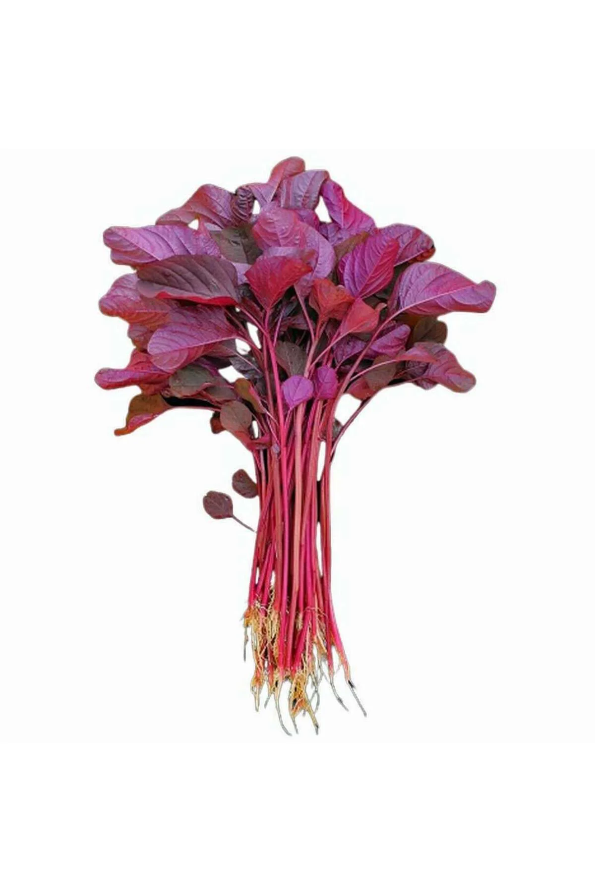 Kırmızı amaranth tohumu geleneksel şifalı amaranthus red garnet Fiyatı, Yorumları ve Özellikleri