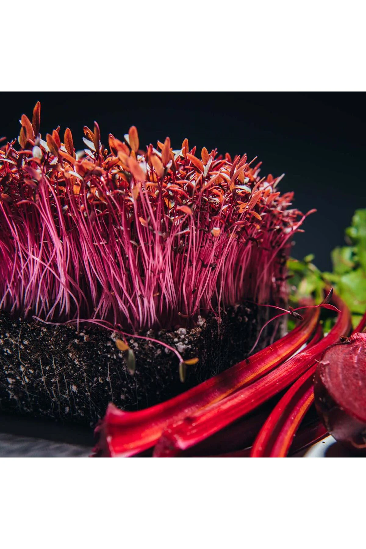 Kırmızı amaranth tohumu geleneksel şifalı amaranthus red garnet Fiyatı, Yorumları ve Özellikleri