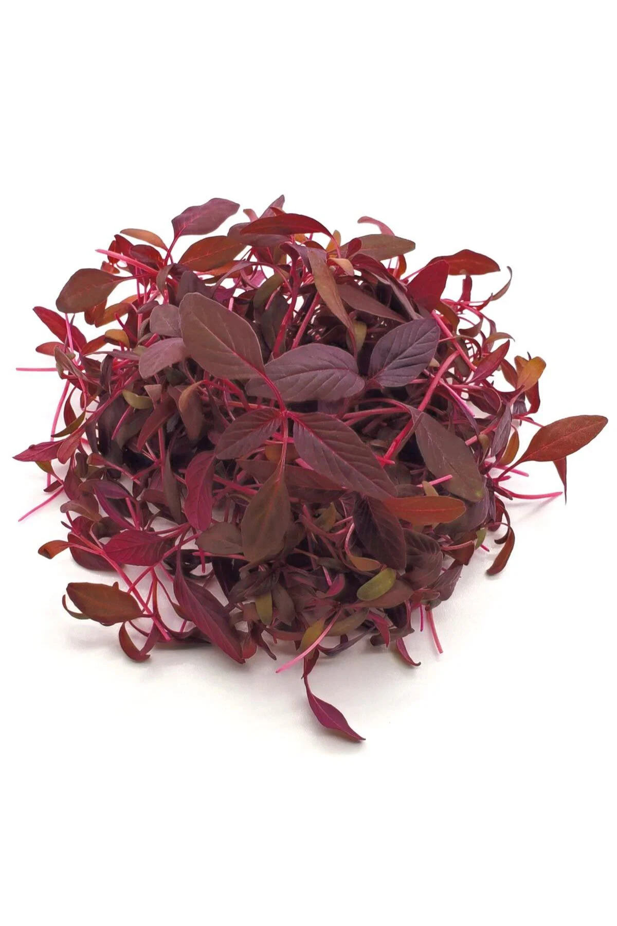 Kırmızı amaranth tohumu geleneksel şifalı amaranthus red garnet Fiyatı, Yorumları ve Özellikleri