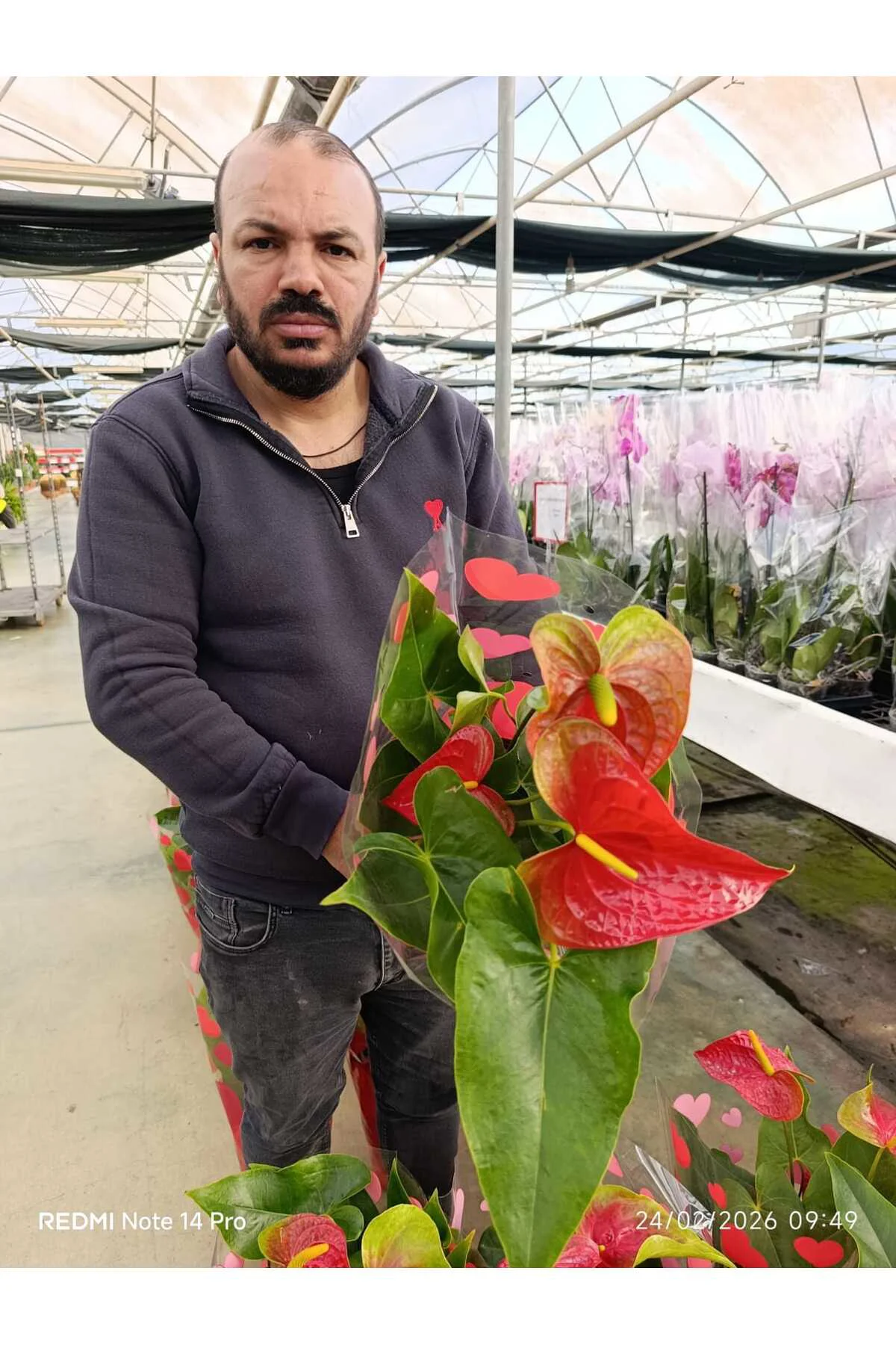 Kırmızı Antoryum Canlı Çiçek – Hediyelik Salon Bitkisi Kalp Yapra