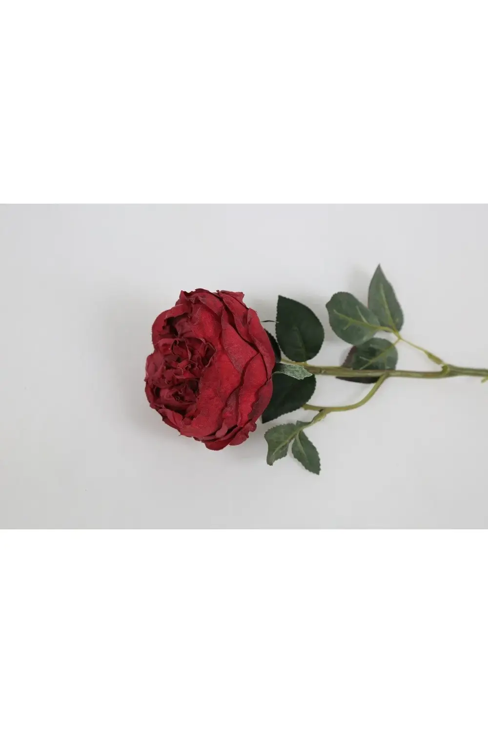 Kırmızı Austın Gülü 60cm