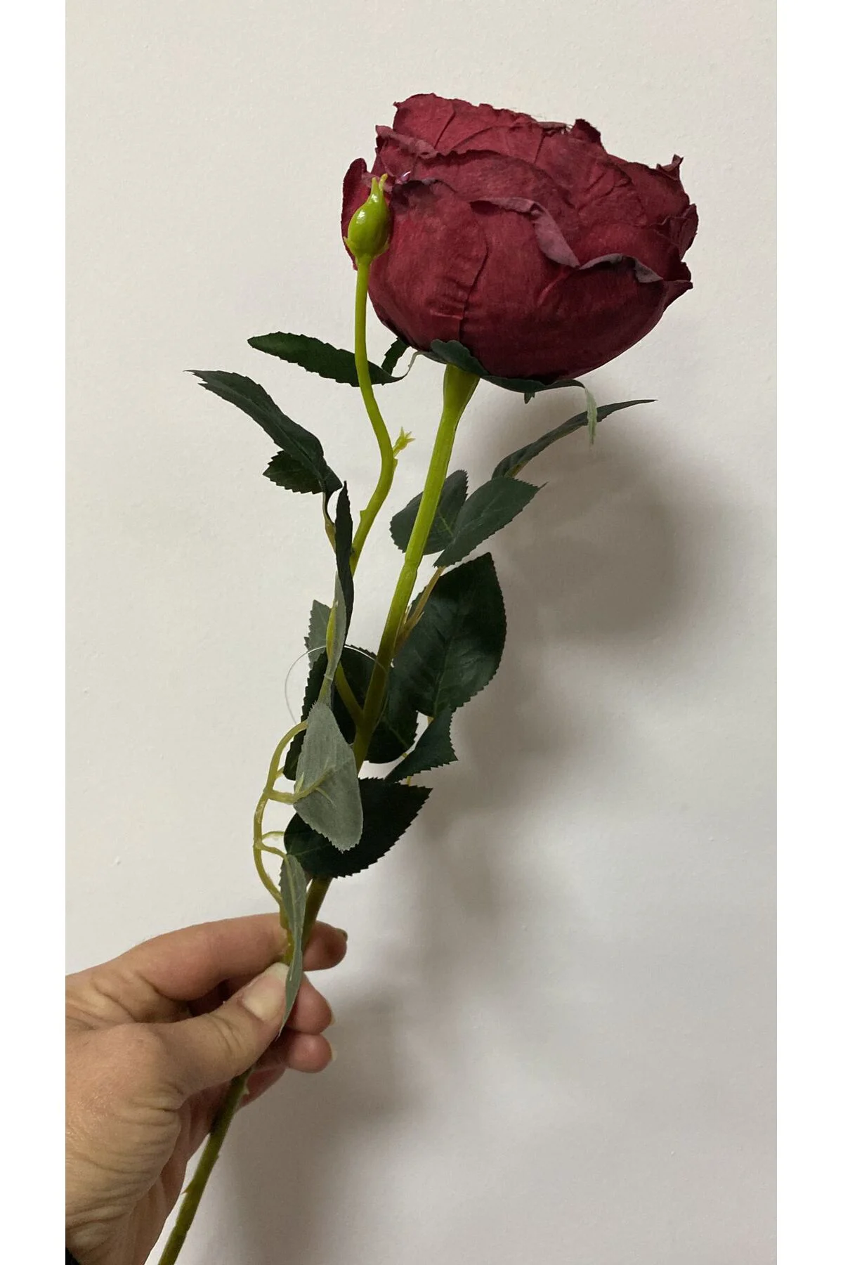 Kırmızı Austın Gülü 60cm Kırmızı Austın Gülü 60cm - Görsel 2