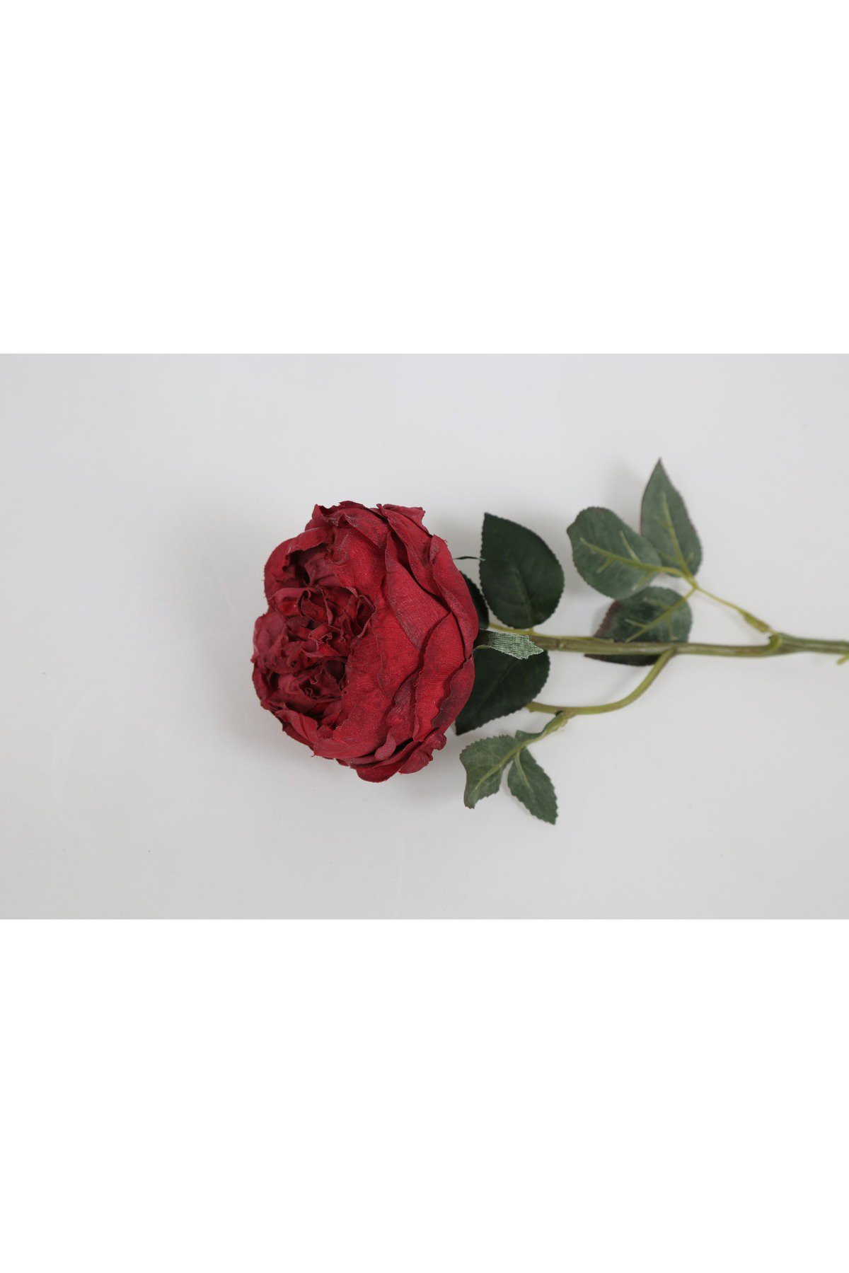 Kırmızı Austın Gülü 60cm