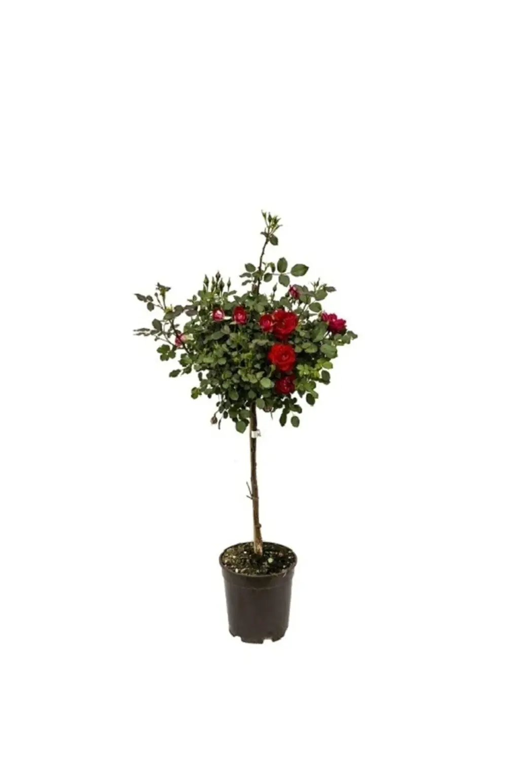 Kırmızı Baston Gül, 80-120 Cm,saksıda