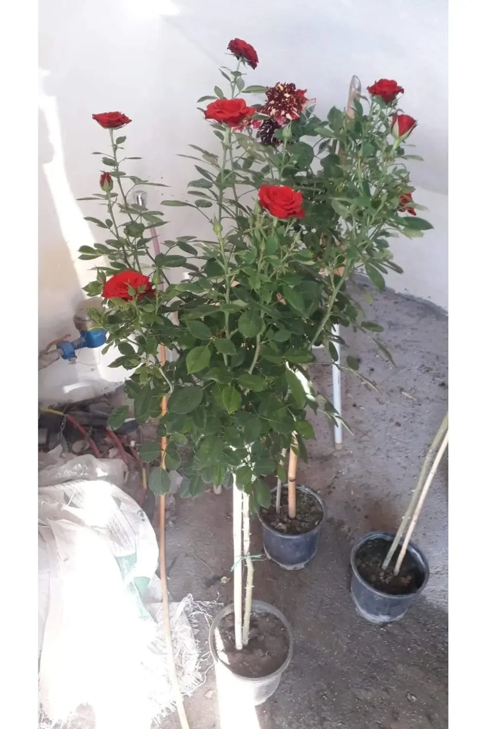 Kırmızı Baston Gül, 80-120 Cm,saksıda