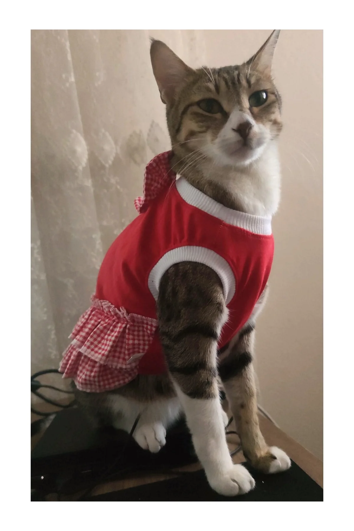 Kırmızı Beyaz Papyonlu Dişi Kedi Köpek Kıyafeti Elbisesi Small/s/