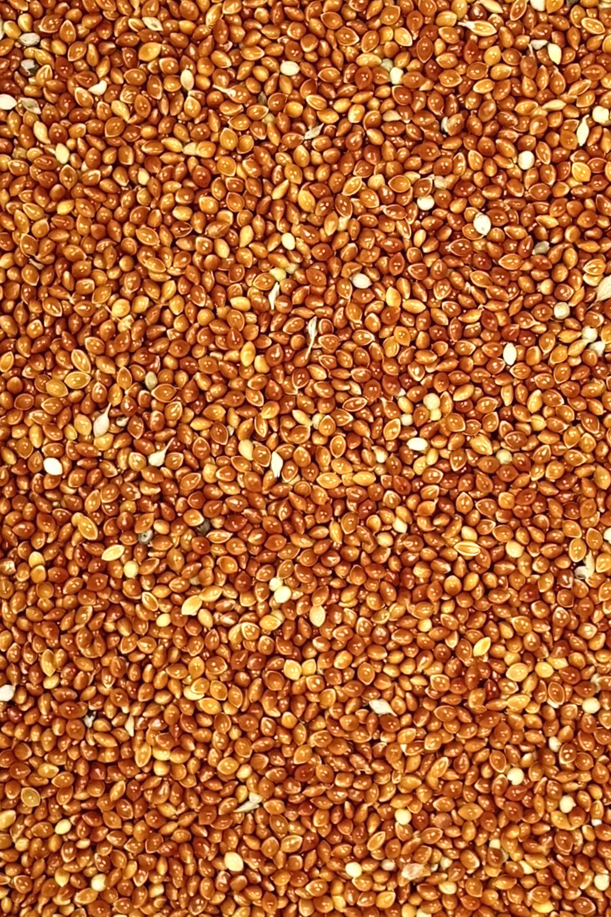 Kırmızı Darı Sade Tozsuz Doğal Taze Kuş Yemi - 5 kg