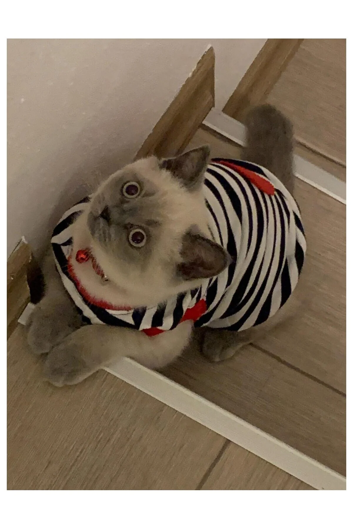 Kırmızı Kalpli Çizgili Kedi ve Köpek Kıyafeti Giyimi
