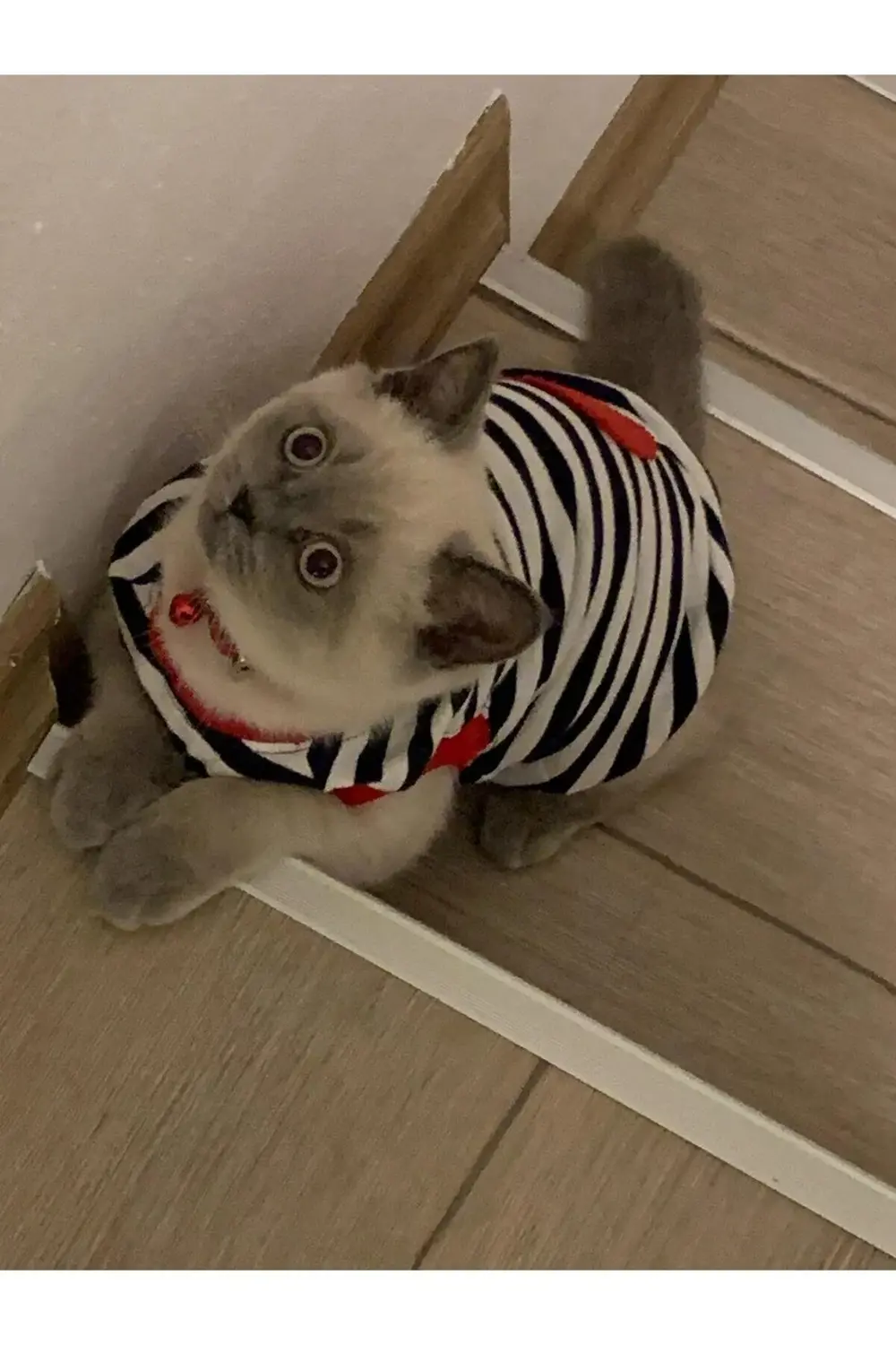 Kırmızı Kalpli Siyah Çizgili Kedi Ve Köpek Kıyafeti Giyimi Medium