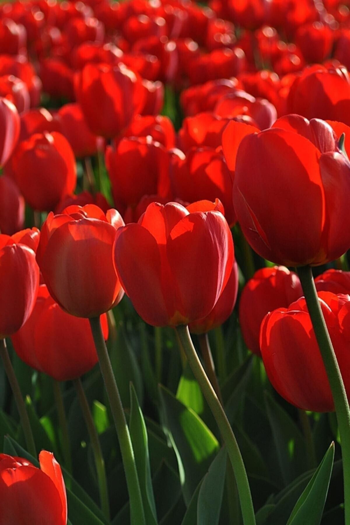 Vipfoni Kırmızı Lale Soğanı 5 Adet