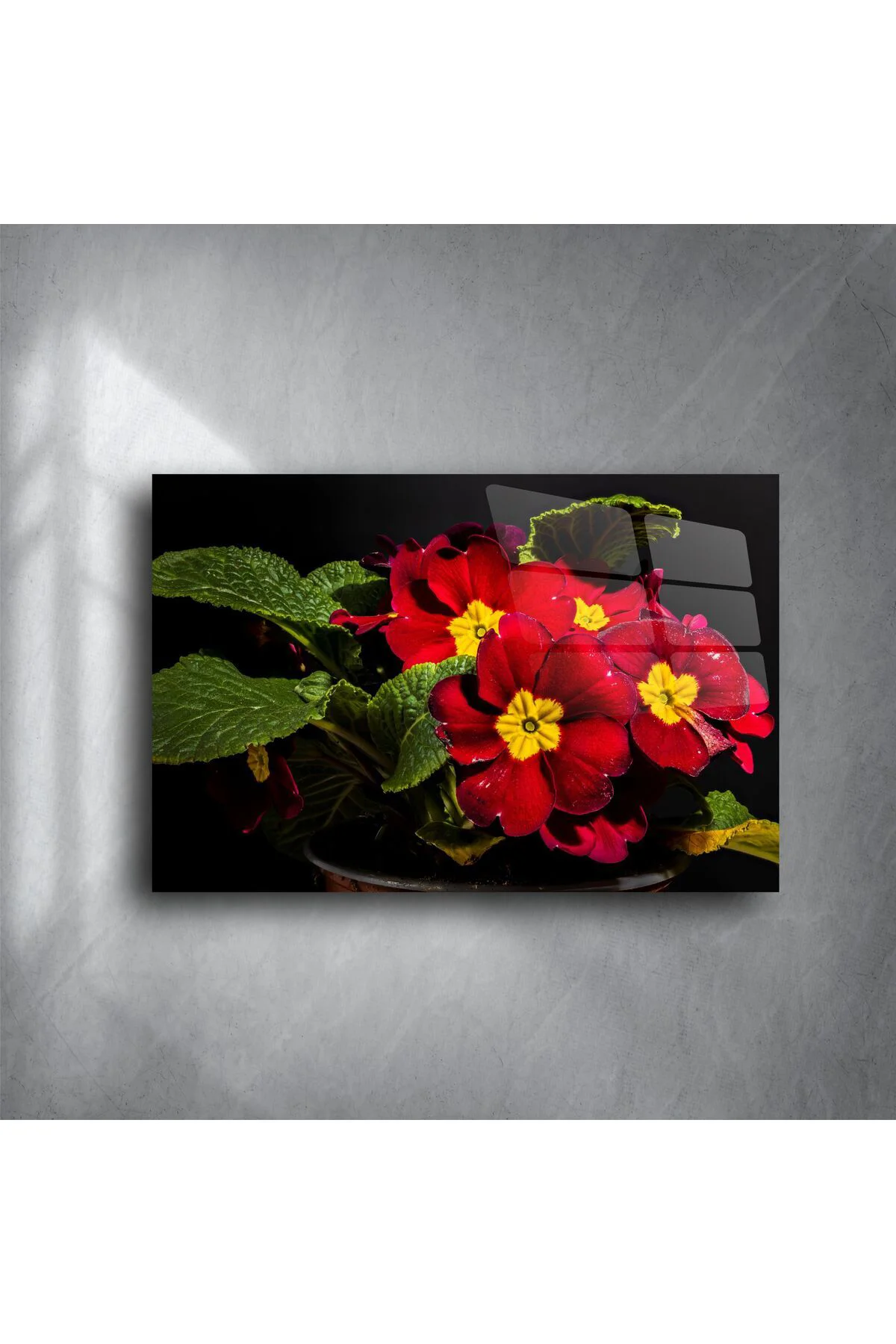 Kırmızı Primula Çiçekli Cam Tablo Kırmızı Primula Çiçekli Cam Tablo