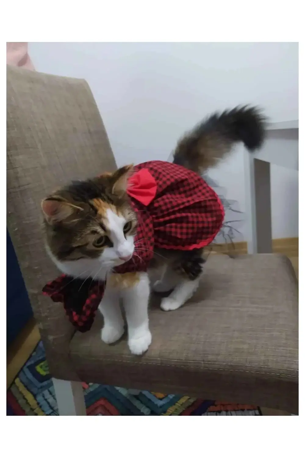 Kırmızı Siyah Kareli Papyonlu Dişi Kedi Köpek Kıyafeti Elbisesi