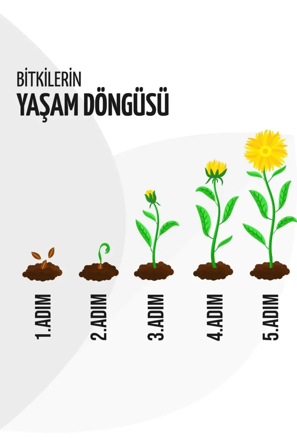 Kit Mango Fidanı 40 Cm 60 Cm