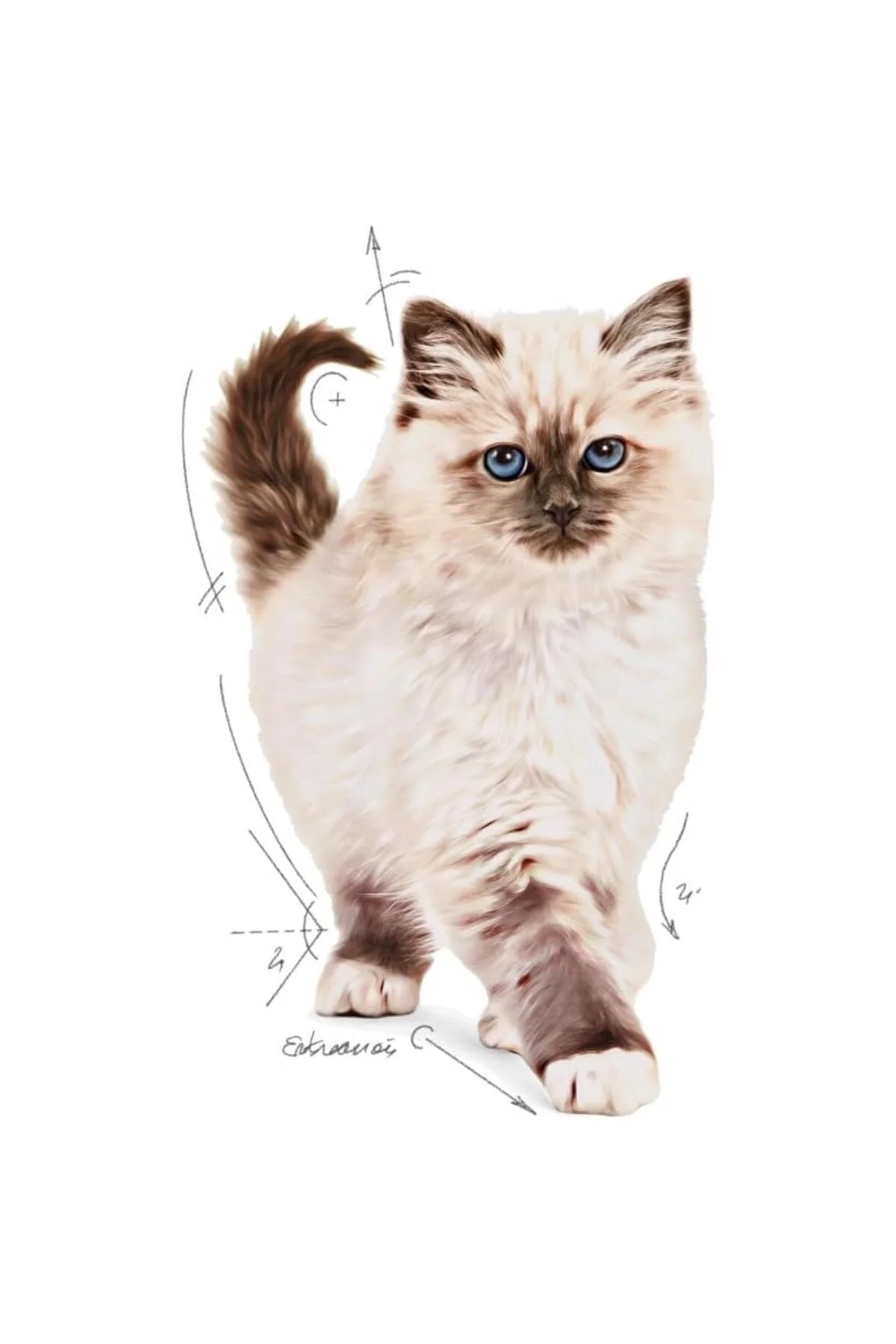 Kitten Kuru Kedi Maması, Yavru Kedi, 4 Kg Kitten Kuru Kedi Maması, Yavru Kedi, 4 Kg