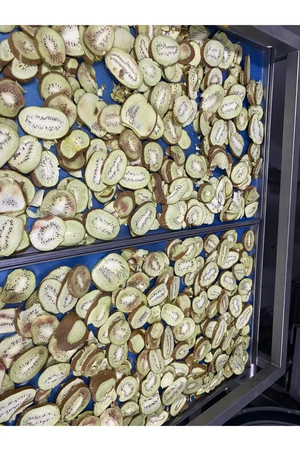 Kivi Kıtırı - Freeze Dried - Üretici Firmadan Dondurularak Kurutu