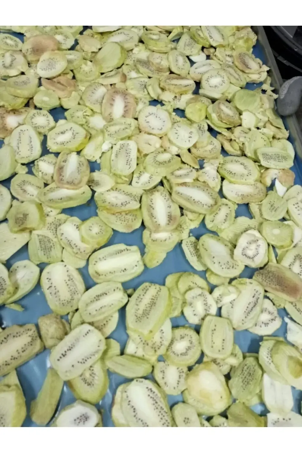 Kivi Kıtırı - Freeze Dried - Üretici Firmadan Dondurularak Kurutu