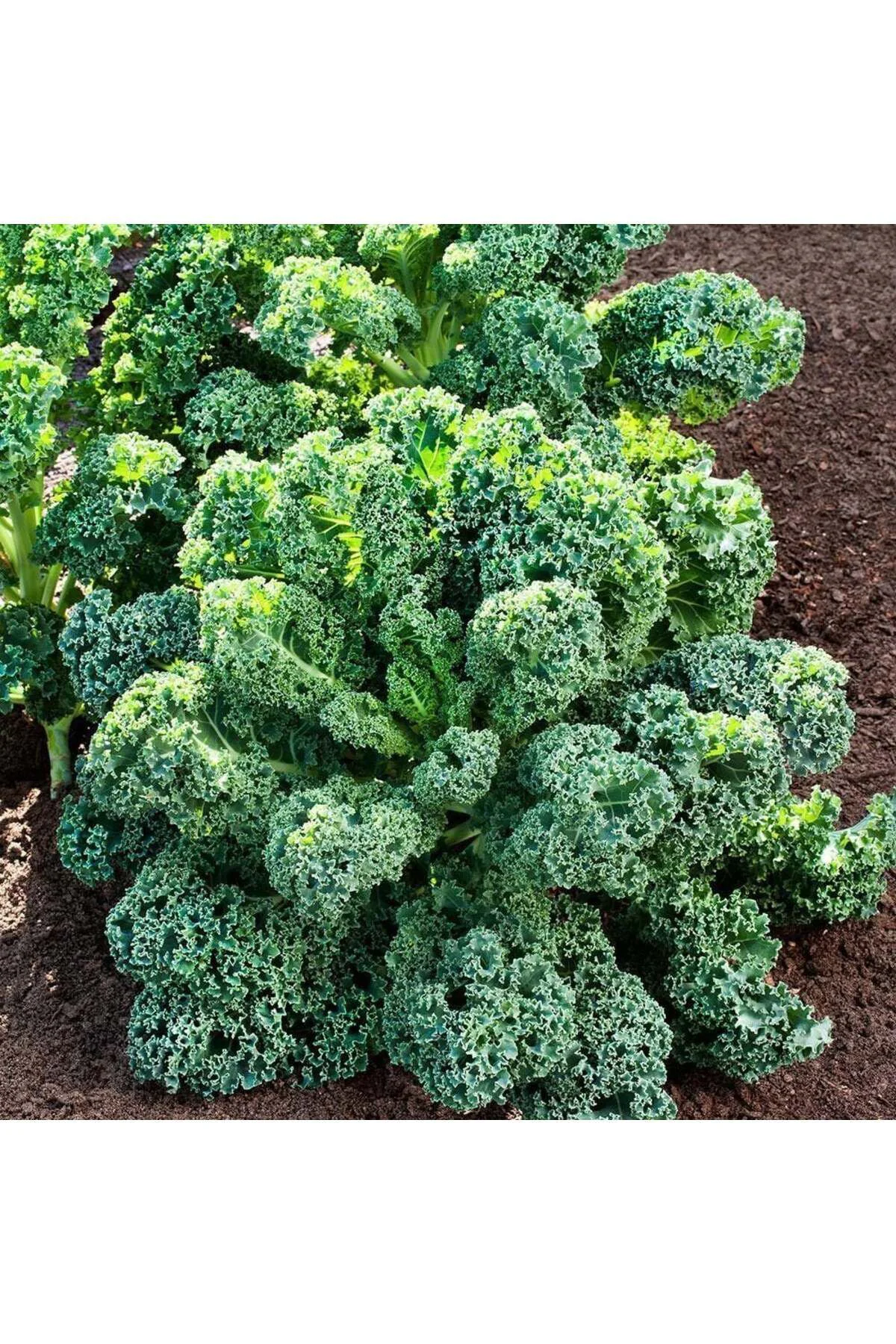 Kıvırcık bodur kale lahana tohumu dwarf curled kale vates Kıvırcık bodur kale lahana tohumu dwarf curled kale vates
