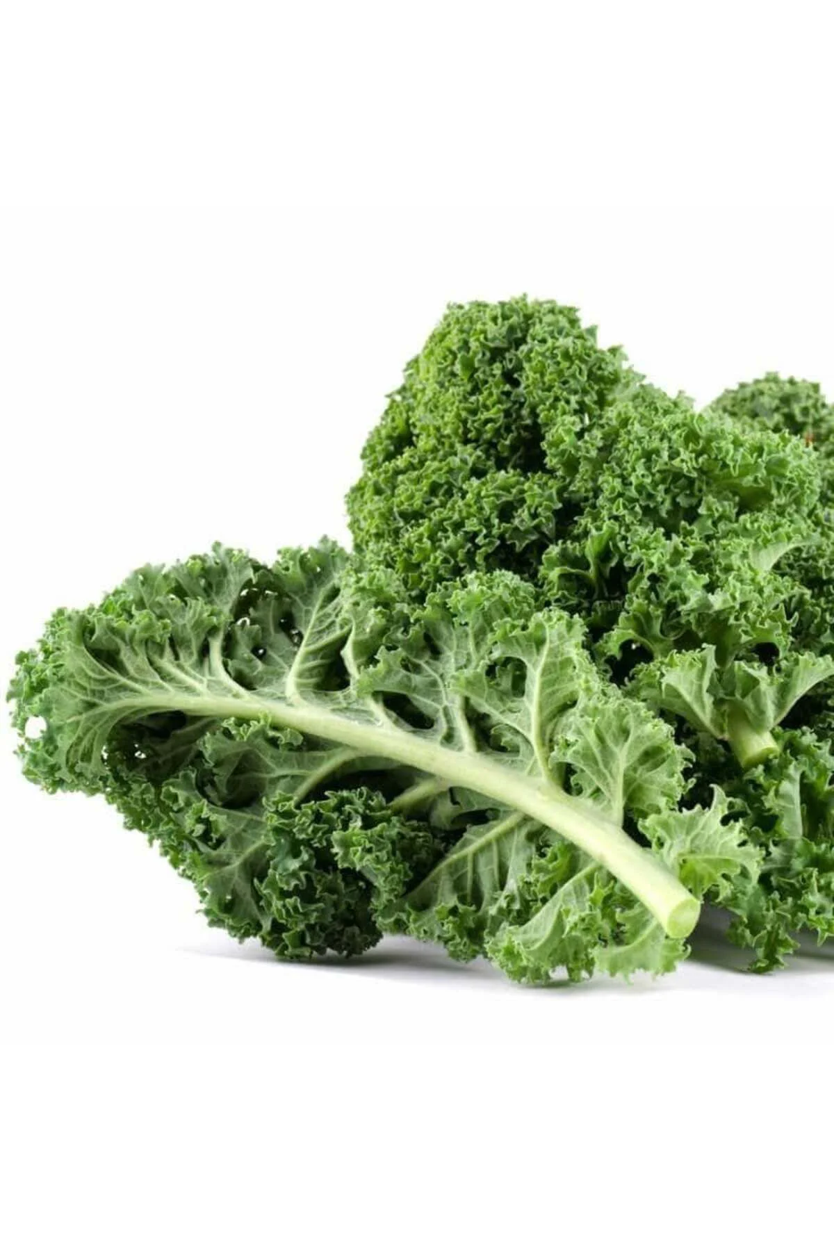 Kıvırcık bodur kale lahana tohumu dwarf curled kale vates Kıvırcık bodur kale lahana tohumu dwarf curled kale vates